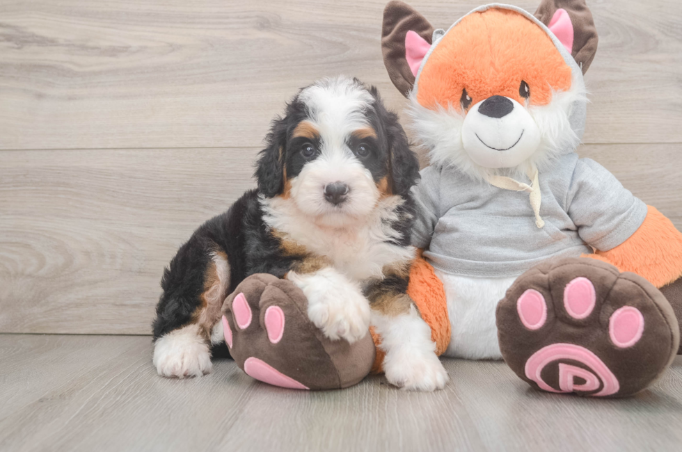 5 week old Mini Bernedoodle Puppy For Sale - Windy City Pups
