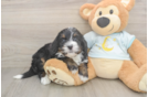 Mini Bernedoodle Puppy for Adoption