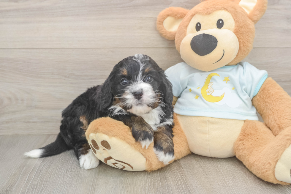 Mini Bernedoodle Puppy for Adoption