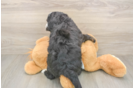 Happy Mini Bernedoodle Baby