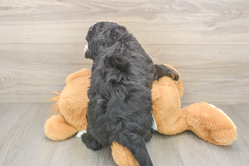 Happy Mini Bernedoodle Baby