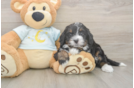 Mini Bernedoodle Pup Being Cute