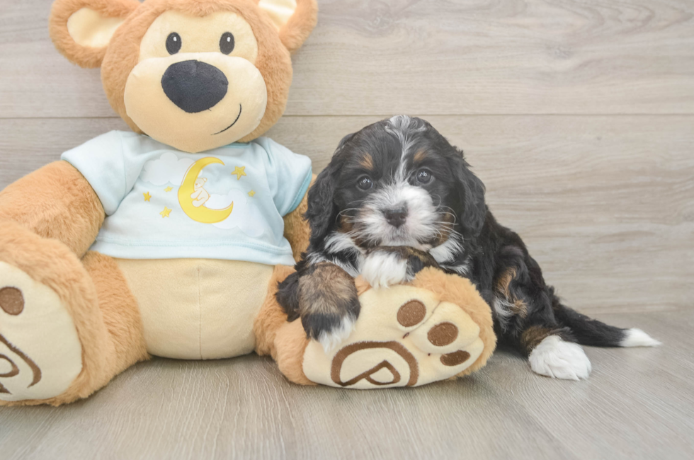 5 week old Mini Bernedoodle Puppy For Sale - Windy City Pups