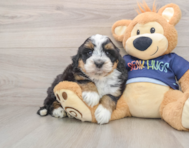 7 week old Mini Bernedoodle Puppy For Sale - Windy City Pups