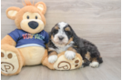 Mini Bernedoodle Pup Being Cute