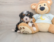 8 week old Mini Bernedoodle Puppy For Sale - Windy City Pups