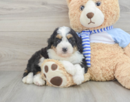 7 week old Mini Bernedoodle Puppy For Sale - Windy City Pups