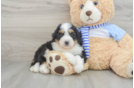 Mini Bernedoodle Puppy for Adoption