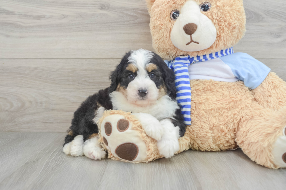 Mini Bernedoodle Puppy for Adoption