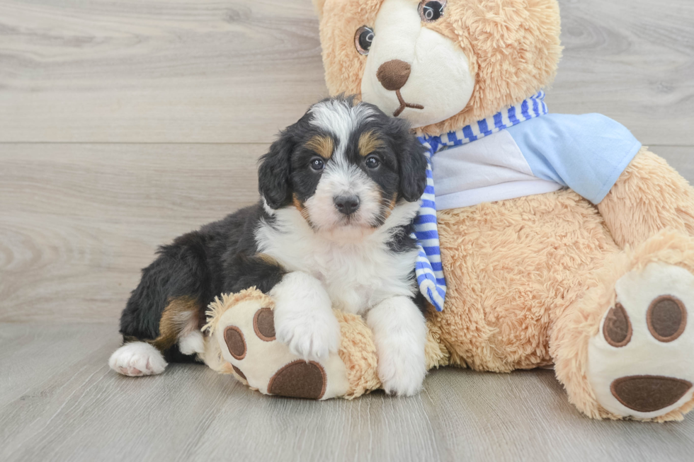 Small Mini Bernedoodle Baby