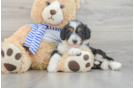 Popular Mini Bernedoodle Poodle Mix Pup