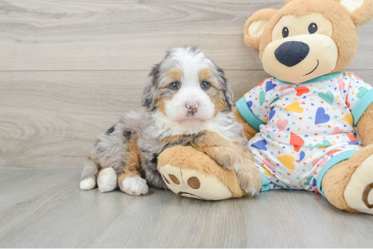 Mini Bernedoodle Puppy for Adoption