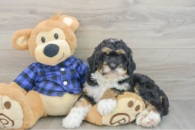 Hypoallergenic Mini Bernesepoo Poodle Mix Puppy