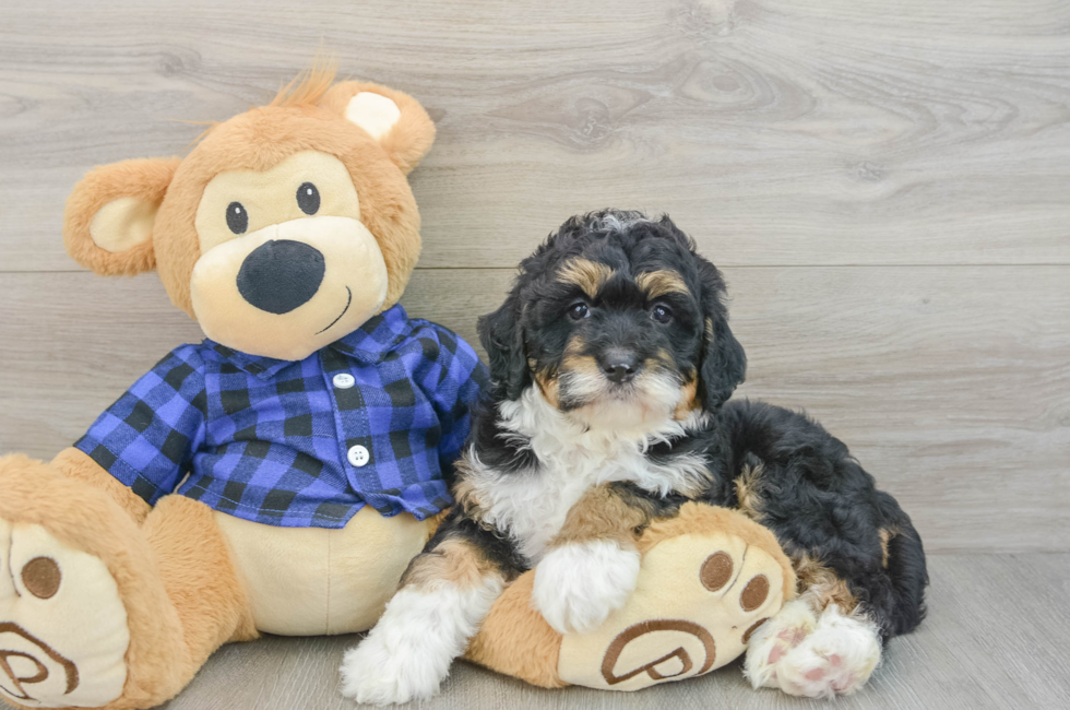 6 week old Mini Bernedoodle Puppy For Sale - Windy City Pups