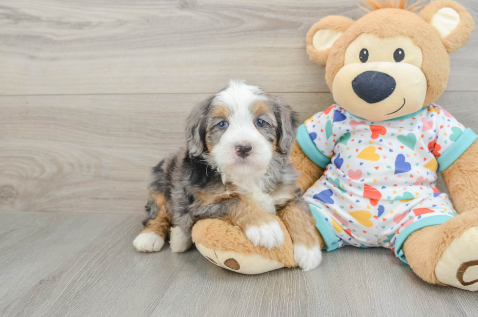 6 week old Mini Bernedoodle Puppy For Sale - Windy City Pups