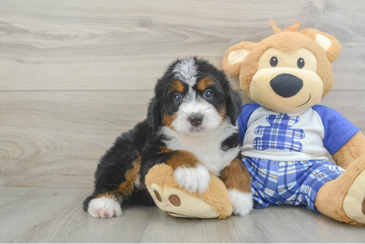 Funny Mini Bernedoodle Poodle Mix Pup