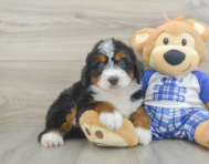 6 week old Mini Bernedoodle Puppy For Sale - Windy City Pups