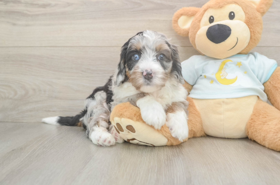 5 week old Mini Bernedoodle Puppy For Sale - Windy City Pups