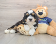 7 week old Mini Bernedoodle Puppy For Sale - Windy City Pups