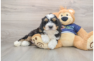 Mini Bernedoodle Pup Being Cute