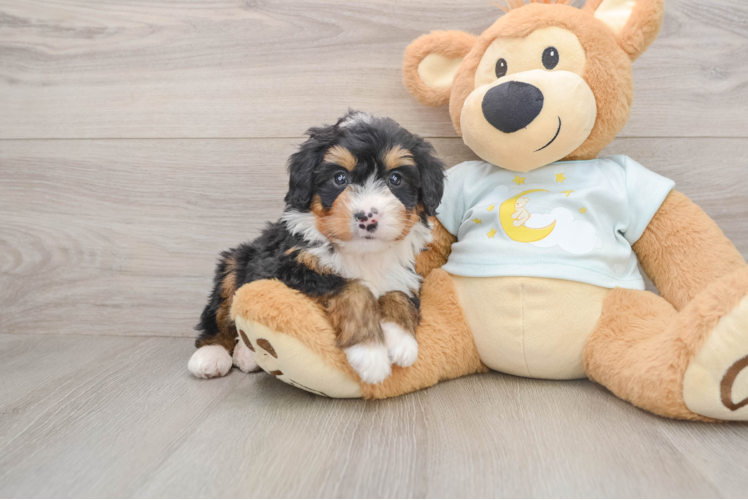 Mini Bernedoodle Pup Being Cute