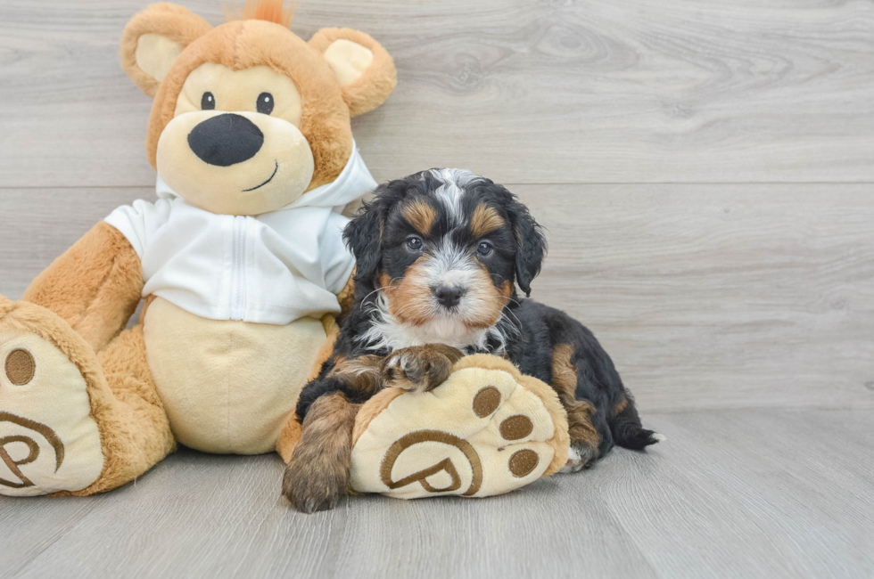 5 week old Mini Bernedoodle Puppy For Sale - Windy City Pups