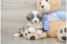 Smart Mini Bernedoodle Poodle Mix Pup