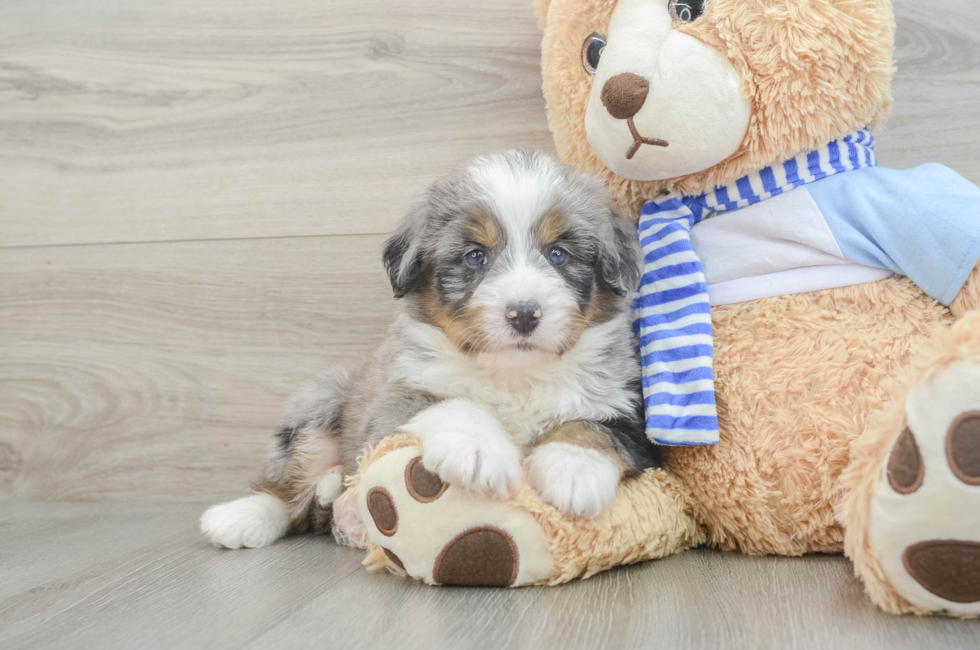 5 week old Mini Bernedoodle Puppy For Sale - Windy City Pups