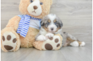 Mini Bernedoodle Pup Being Cute