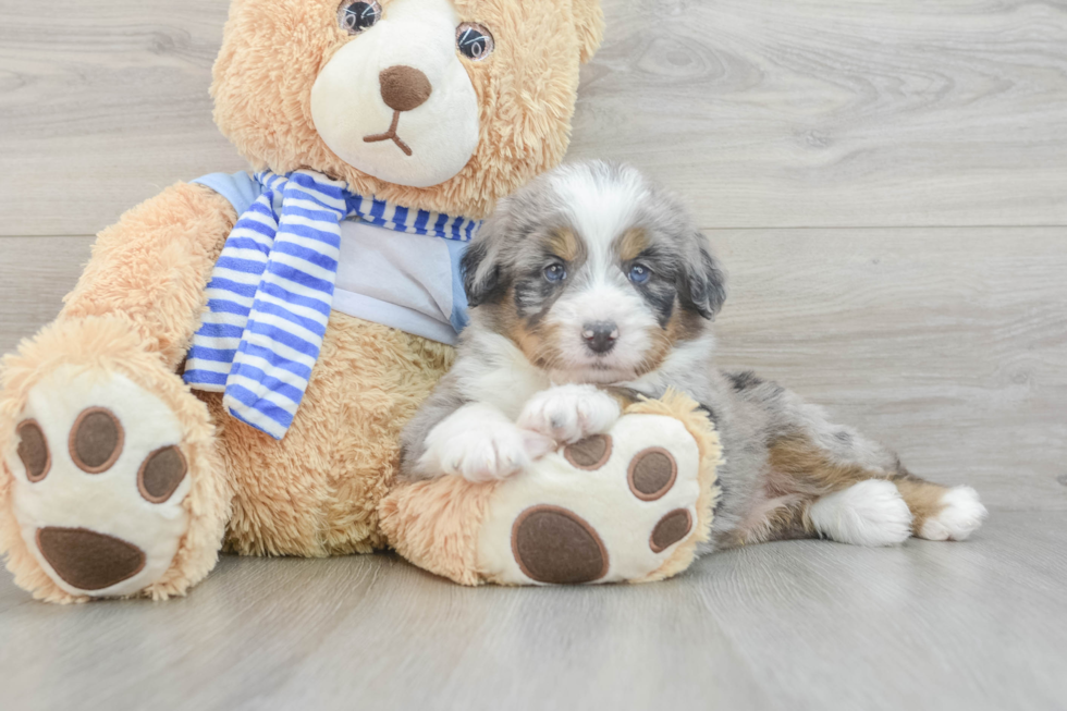 Mini Bernedoodle Pup Being Cute