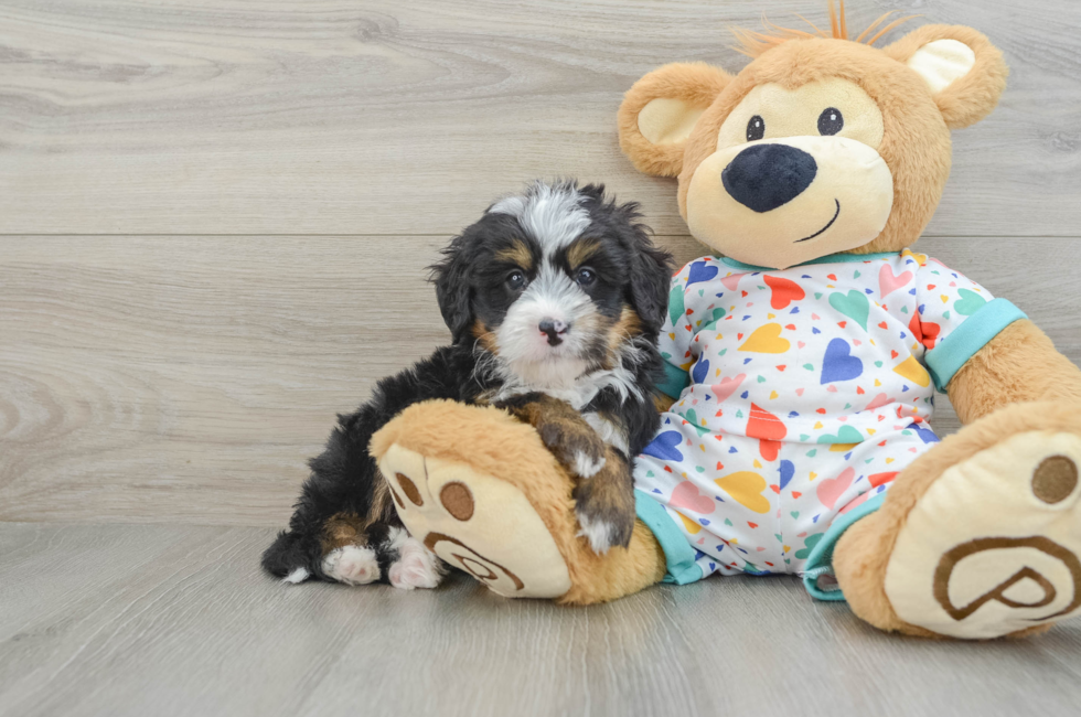 6 week old Mini Bernedoodle Puppy For Sale - Windy City Pups