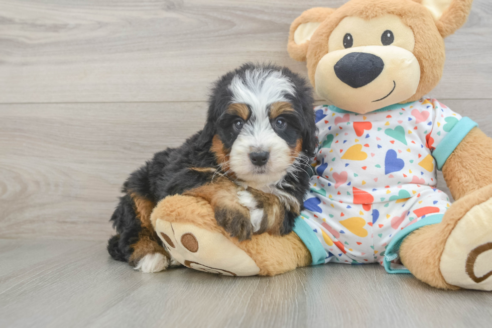 Mini Bernedoodle Pup Being Cute