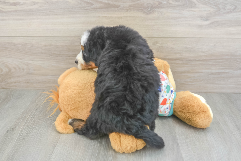 Small Mini Bernedoodle Baby