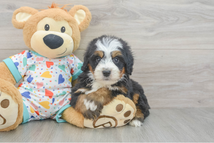 Happy Mini Bernedoodle Baby