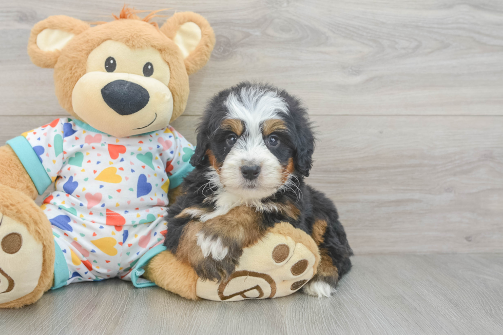 Happy Mini Bernedoodle Baby