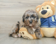 5 week old Mini Bernedoodle Puppy For Sale - Windy City Pups
