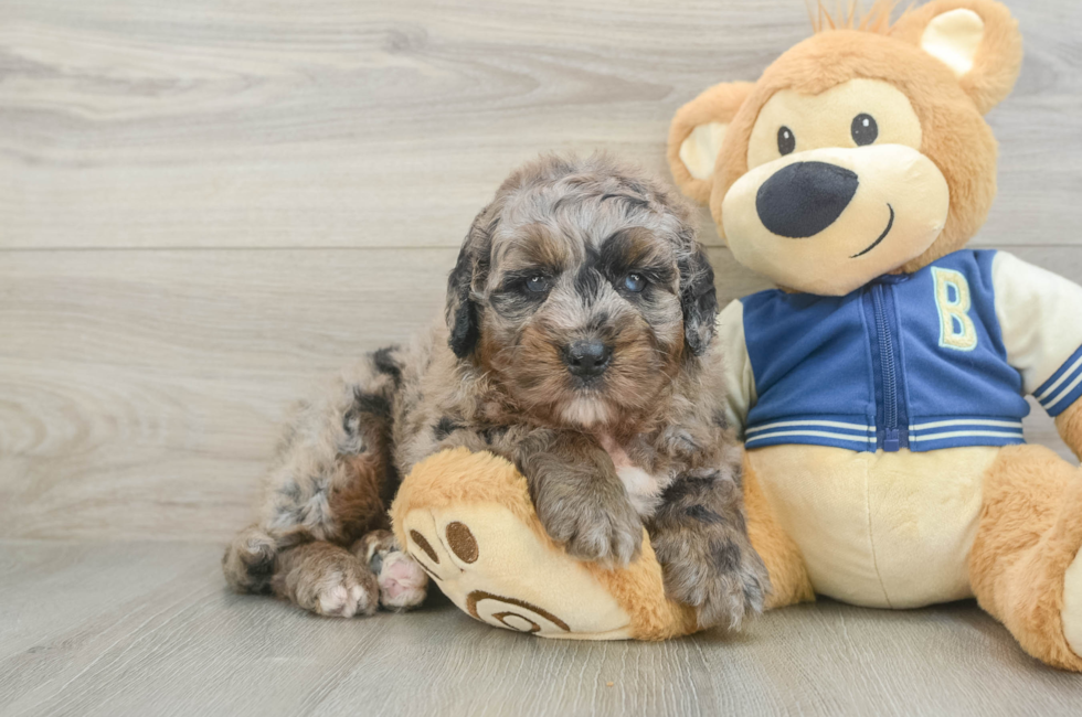 5 week old Mini Bernedoodle Puppy For Sale - Windy City Pups