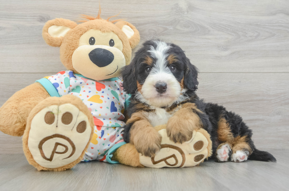 6 week old Mini Bernedoodle Puppy For Sale - Windy City Pups