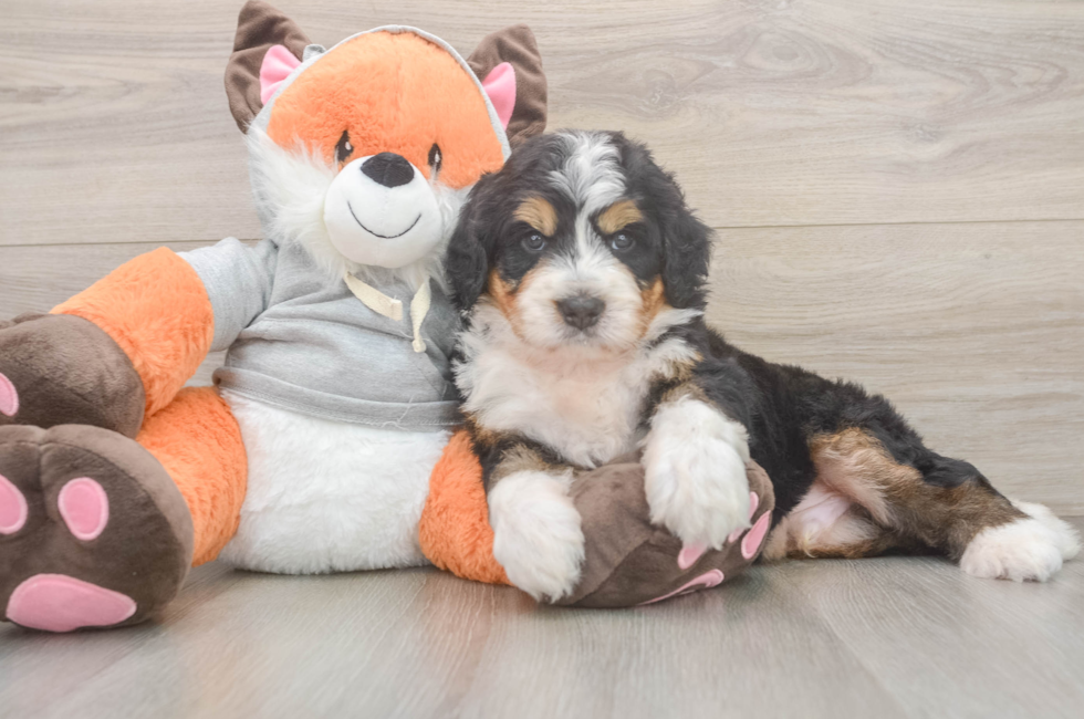 5 week old Mini Bernedoodle Puppy For Sale - Windy City Pups