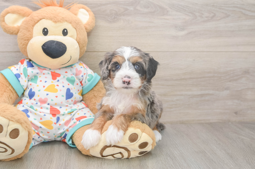 5 week old Mini Bernedoodle Puppy For Sale - Windy City Pups