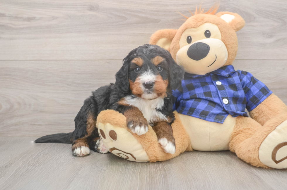 5 week old Mini Bernedoodle Puppy For Sale - Windy City Pups