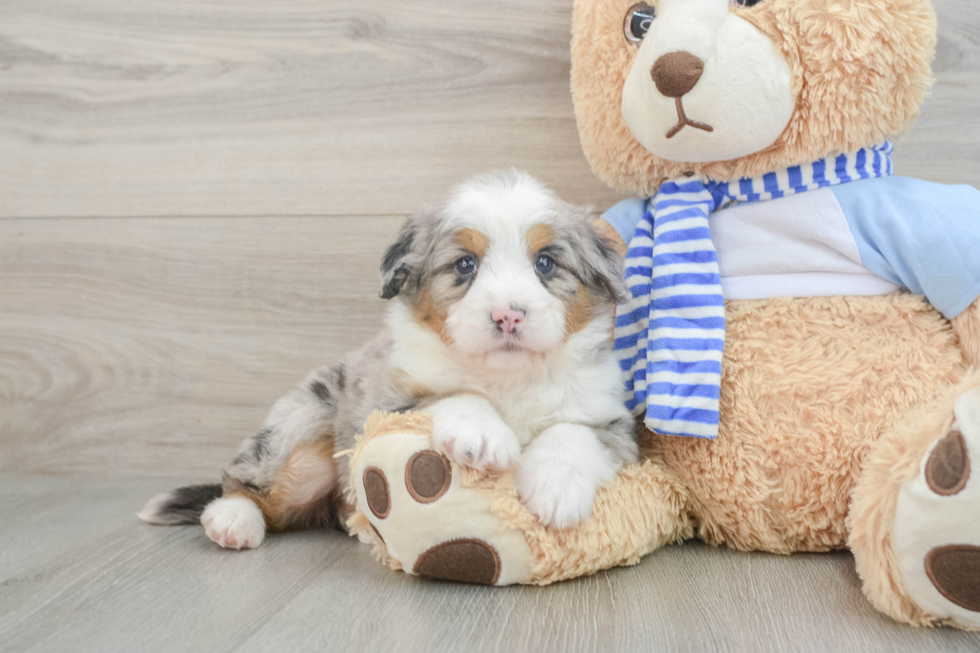 Happy Mini Bernedoodle Baby