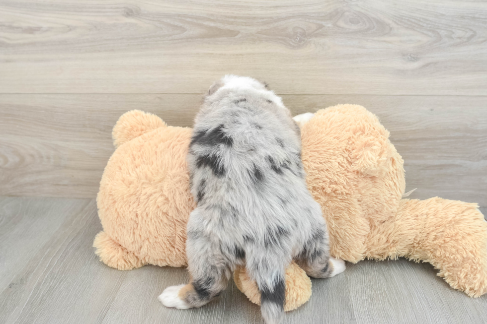 Best Mini Bernedoodle Baby