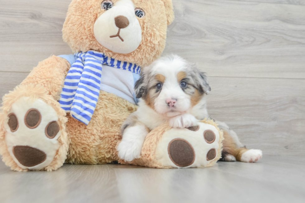 Energetic Mini Berniedoodle Poodle Mix Puppy