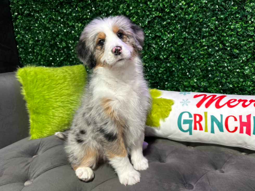 Mini Bernedoodle Pup Being Cute