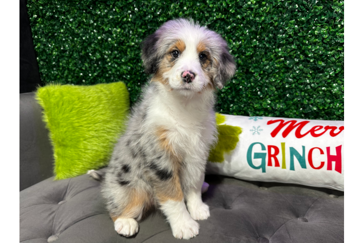 Cute Mini Bernedoodle Baby