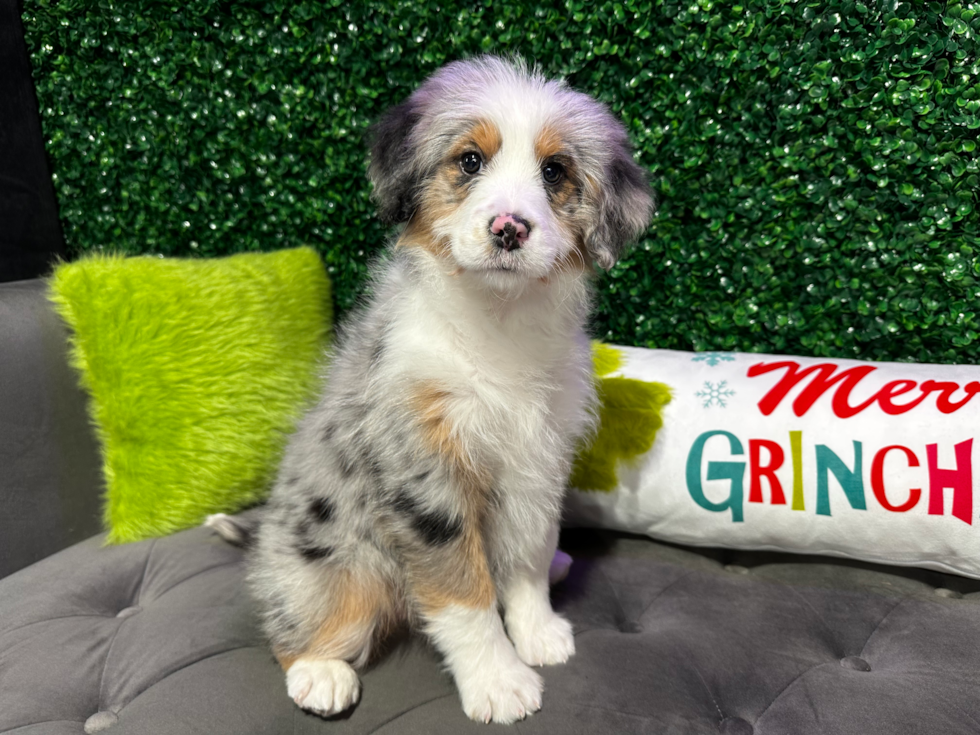 Cute Mini Bernedoodle Baby