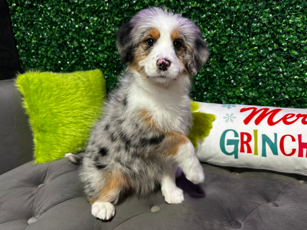 Cute Mini Bernesedoodle Poodle Mix Puppy