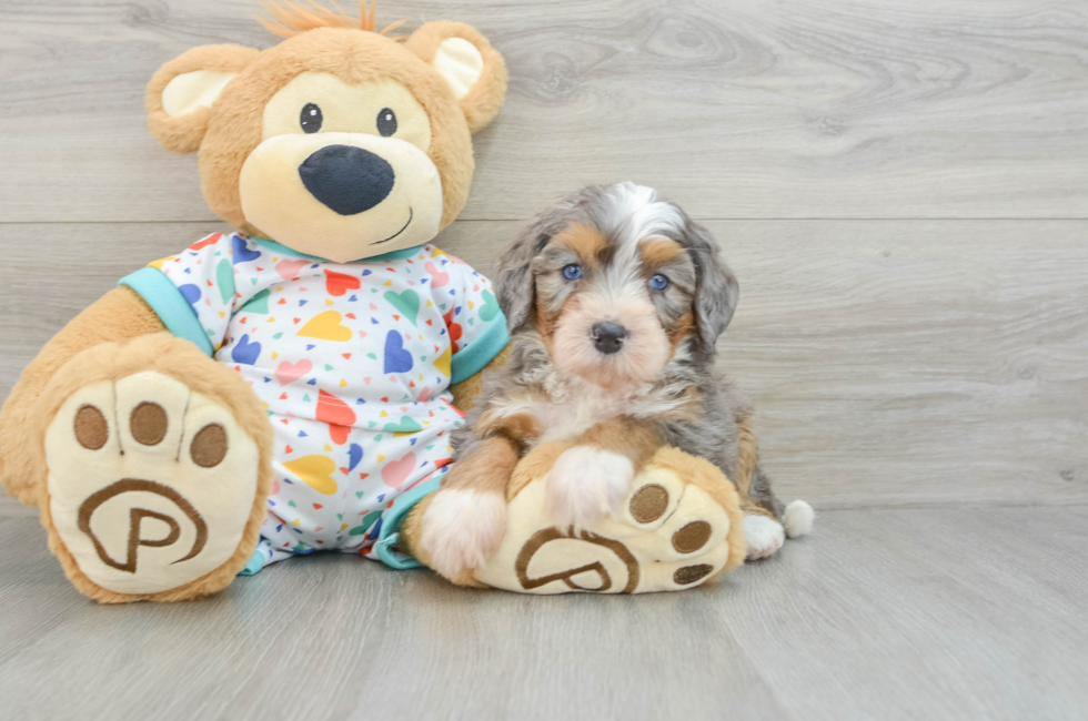 6 week old Mini Bernedoodle Puppy For Sale - Windy City Pups