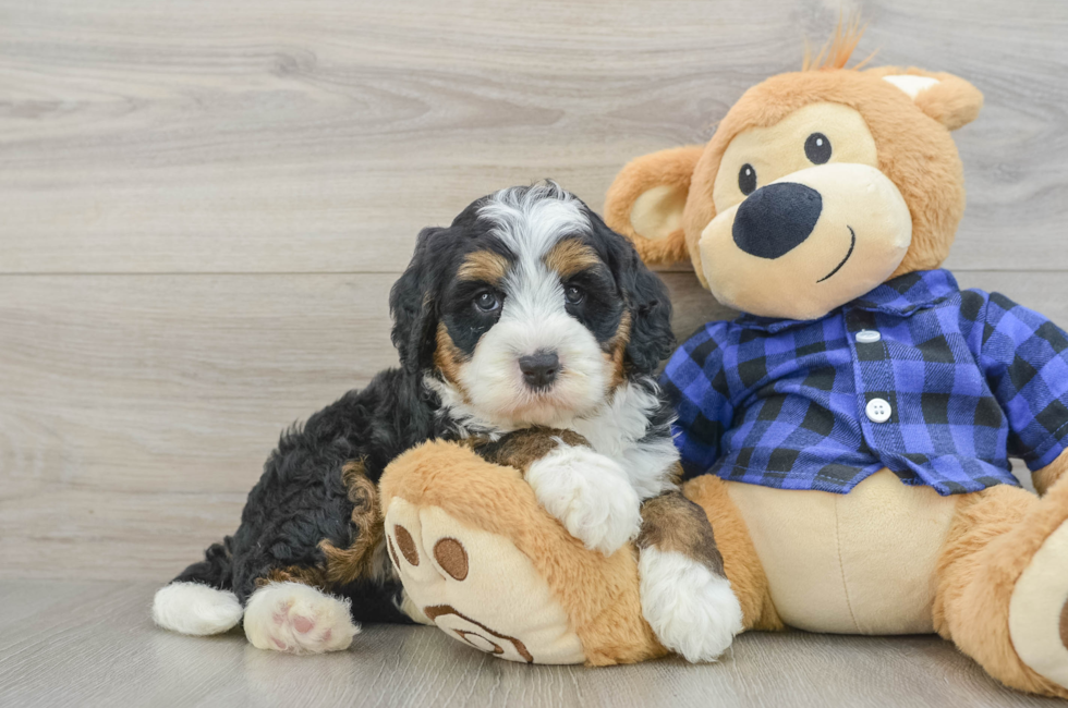 6 week old Mini Bernedoodle Puppy For Sale - Windy City Pups